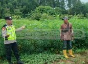 Aiptu Zulkarnain Tinjau Lahan Ketela, Wujud Nyata Dukungan Polri untuk Pangan Masyarakat
