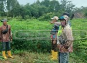 Polsek Madang Suku I Dorong Ketahanan Pangan Lewat Pengecekan Lahan Petani di Desa Rasuan
