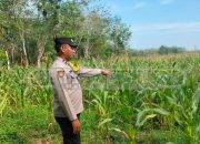 Bhabinkamtibmas Polsek Madang Suku I Dorong Ketahanan Pangan Lewat Tanaman Jagung di Desa Bangsa Negara