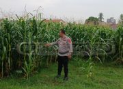 Polri Bersinergi dengan Petani Wujudkan Ketahanan Pangan di Madang Raya