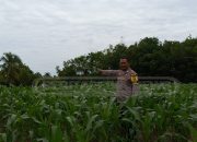 Jagung Subur, Polsek Madang Suku I Jadi Garda Ketahanan Pangan OKU Timur