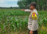 Polsek Madang Suku I Dorong Ketahanan Pangan Lewat Pemantauan Tanaman Jagung