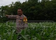 Polsek dan Petani Lubuk Harjo Berkolaborasi Wujudkan Desa Ketahanan Pangan