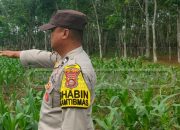 Bhabinkamtibmas Cek Lahan Jagung, Bukti Polsek Madang Suku I Peduli Pangan Daerah