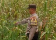 Bhabinkamtibmas Polsek Madang Suku I Lakukan Pengecekan Ketahanan Pangan Tanaman Jagung di Desa Harjo Mulyo