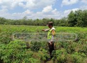 Bhabinkamtibmas Polsek Madang Suku I Kawal Ketahanan Pangan Tanaman Singkong di Desa Harjo Mulyo
