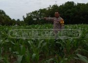 Polisi Hadir di Tengah Petani, Wujud Nyata Dukungan Polsek Madang Suku I pada Ketahanan Pangan