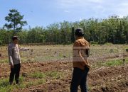 Polsek Madang Suku I Dukung Ketahanan Pangan Lewat Pemantauan Lahan Jagung di Jaya Bakti