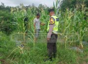 Dukung Ketahanan Pangan, Polsek Madang Suku I Lakukan Pemantauan Lahan Jagung di Desa Jati Sari