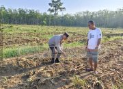 Bhabinkamtibmas Polsek Madang Suku I Tinjau Lahan Jagung, Dukung Ketahanan Pangan Warga