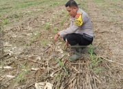 Polisi Sahabat Petani: Aipda Saleh Pantau Lahan Jagung Warga