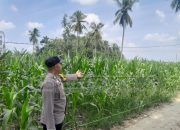 Cegah Krisis Pangan, Bhabinkamtibmas Polsek Madang Suku I Cek Lahan Jagung Petani di Desa Bangsa Negara