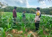 Bhabinkamtibmas Polsek Madang Suku I Dukung Ketahanan Pangan, Cek Lahan Jagung di Desa Harjo Mulyo