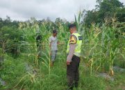 Aipda Saleh Turun ke Lahan, Pantau Pertanian Jagung Warga Jatisari