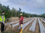 Polsek Madang Suku I Pantau Lahan Cabe di Desa Bangsa Negara, Wujudkan Ketahanan Pangan yang Berkelanjutan