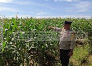 Polsek Madang Suku I Dukung Ketahanan Pangan Lewat Pemantauan Lahan Jagung Warga
