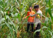 Polsek Madang Suku I Pantau Lahan Jagung Warga Dukung Program Ketahanan Pangan