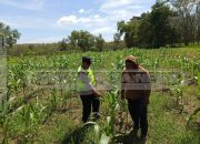 Dukung Ketahanan Pangan, Bhabinkamtibmas Polsek Madang Suku I Cek Lahan Jagung di Desa Harjo Mulyo