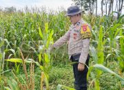Polsek Madang Suku I Dukung Program Ketahanan Pangan, Bhabinkamtibmas Lakukan Pengecekan Lahan Jagung di Desa Jatisari