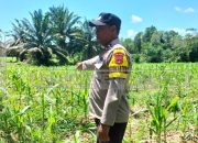 Dukung Program Ketahanan Pangan, Bhabinkamtibmas Polsek Madang Suku I Tinjau Lahan Jagung di Desa Lubuk Harjo