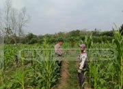 Dukung Ketahanan Pangan, Bhabinkamtibmas Polsek Madang Suku I Cek Lahan Jagung di Desa Bangsa Negara