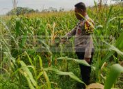 Bhabinkamtibmas Polsek Madang Suku I Lakukan Cek Lahan Jagung di Desa Jatisari