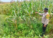 Bhabinkamtibmas Polsek Madang Suku I Cek Lahan Jagung Warga untuk Dukung Program Ketahanan Pangan