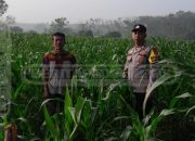 Bhabinkamtibmas Polsek Madang Suku I Pantau Lahan Ketahanan Pangan Jagung di Desa Bangsa Negara