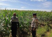Polsek Madang Suku I Pantau Lahan Ketahanan Pangan Jagung di Harjo Mulyo
