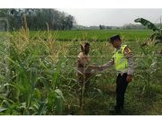 Pemantauan Lahan Jagung, Polsek Madang Suku I Dorong Optimalisasi Ketahanan Pangan Desa Mangulak