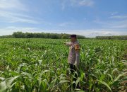Dukung Ketahanan Pangan, Bhabinkamtibmas Polsek Madang Suku I Cek Lahan Jagung di Desa Bangsa Negara
