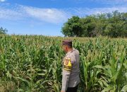 Bhabinkamtibmas Polsek Madang Suku I Pantau Lahan Ketahanan Pangan Jagung di Desa Rasuan Darat