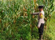 Bhabinkamtibmas Cek Lahan Ketahanan Pangan Jagung di Desa Harjo Mulyo