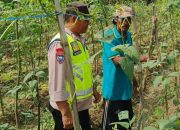 Dukung Pangan Warga, Polsek Madang Suku I Cek Lahan Kacang Panjang di Lubuk Harjo