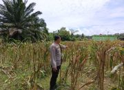 Bripka Bobi Juanda Monitoring Lahan Ketahanan Pangan, Pastikan Tanaman Jagung Petani Tumbuh Optimal