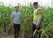Jaga Ketahanan Pangan, Bhabinkamtibmas Polsek Madang Suku I Monitoring Lahan Jagung Warga