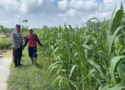 Bhabinkamtibmas Polsek Madang Suku I Monitoring Lahan Ketahanan Pangan Tanaman Jagung