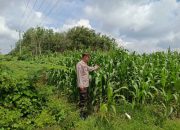 Dukung Ketahanan Pangan Nasional, Polsek Madang Suku I Monitoring Lahan Jagung