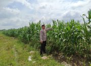 Bhabinkamtibmas Polsek Madang Suku I Monitoring Lahan Ketahanan Pangan Jagung