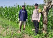 Brigpol Suyudi Monitoring Lahan Ketahanan Pangan Jagung di Desa Lubuk Harjo