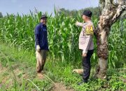 Bhabinkamtibmas Polsek Madang Suku I Monitoring Lahan Ketahanan Pangan Tanaman Jagung