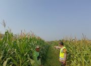 Bhabinkamtibmas Polsek Madang Suku I Monitoring Lahan Ketahanan Pangan Jagung