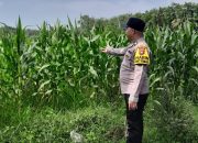 Bhabinkamtibmas Polsek Madang Suku I Monitoring Lahan Ketahanan Pangan Tanaman Jagung