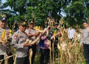 Polsek Madang Suku I Laksanakan Panen Jagung Kuartal IV di Desa Lubuk Harjo