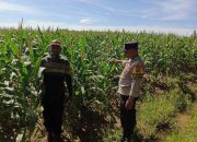 Dukung Ketahanan Pangan Nasional, Polsek Madang Suku I Monitoring Lahan Jagung