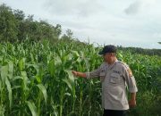 Dukung Ketahanan Pangan Nasional, Polsek Madang Suku I Monitoring Lahan Jagung
