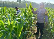 Bhabinkamtibmas Polsek Madang Suku I Monitoring Lahan Jagung Ketahanan Pangan