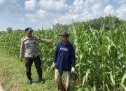 Bhabinkamtibmas Polsek Madang Suku I Monitoring Lahan Ketahanan Pangan Jagung