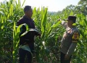 Bhabinkamtibmas Polsek Madang Suku I Monitoring Lahan Jagung Dukung Ketahanan Pangan