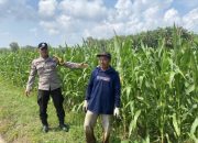 Dukung Program Ketahanan Pangan Nasional, Polsek Madang Suku I Monitoring Lahan Jagung